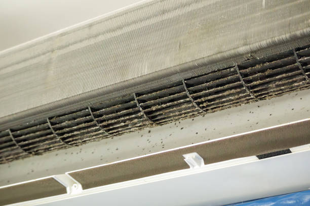 Best Air Duct Mold Removal  in Holiday Heights, NJ